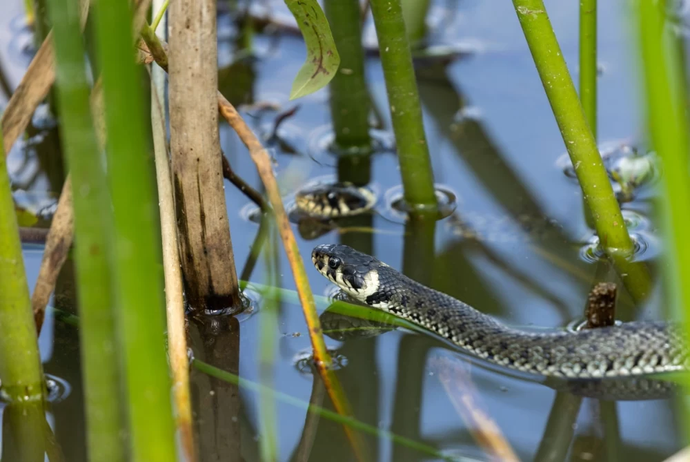 عکس مار آبی