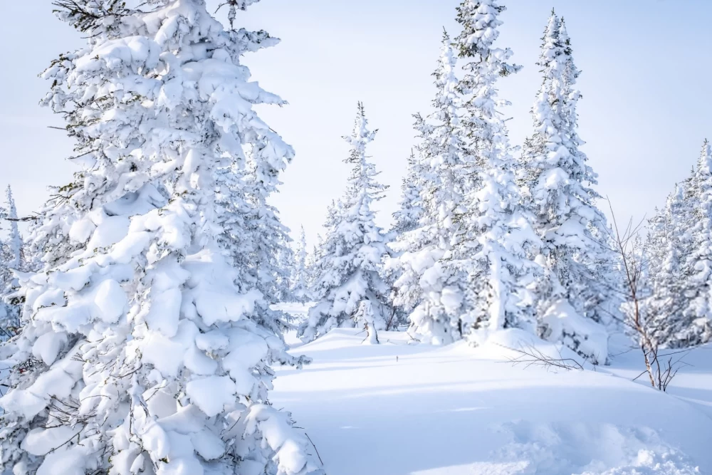  دانلود عـکس بـرفی برای پروفایل