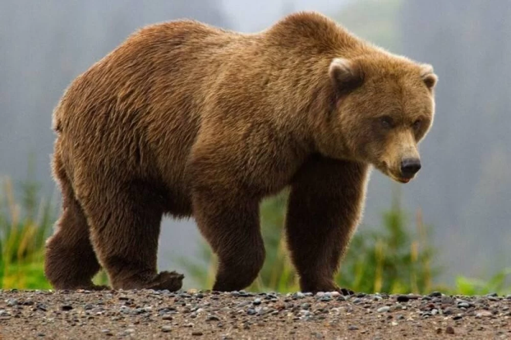 صدای خرس