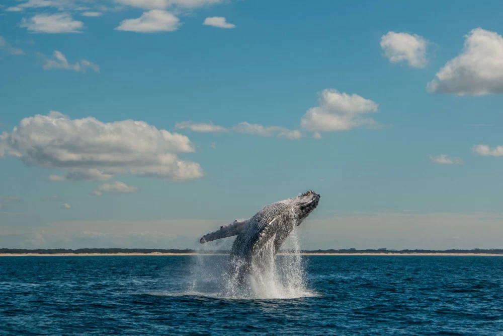  عکس نهنگ برای بک گراند