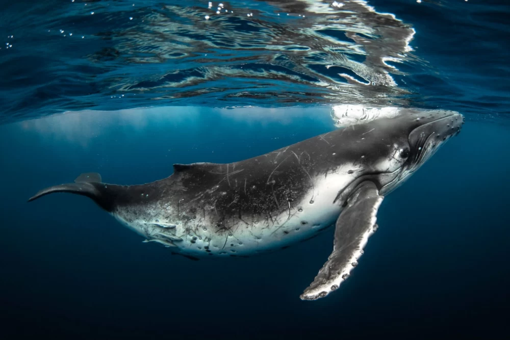 عکس نهنگ برای بک گراند