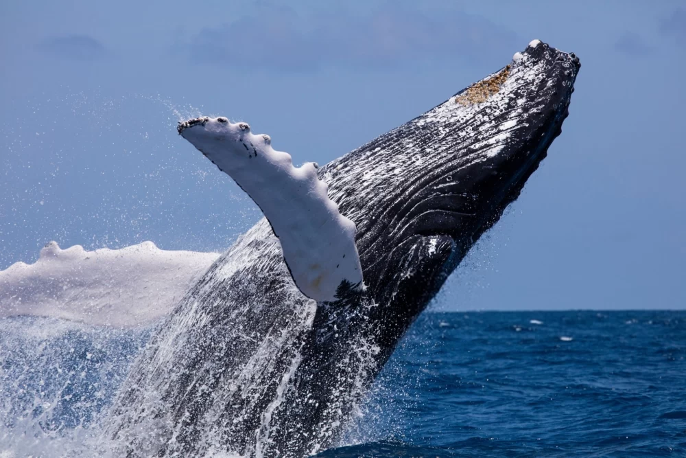 عکس نهنگ برای پروفایل اینستاگرام