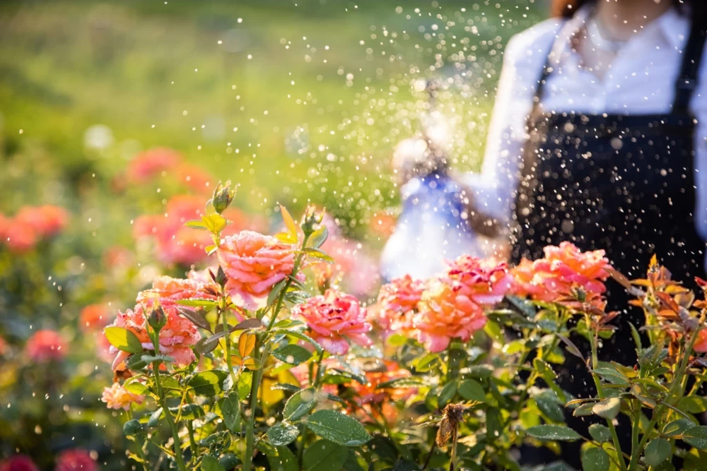عکس باغچه