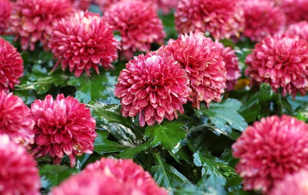 کاشت و پرورش گل داوودی