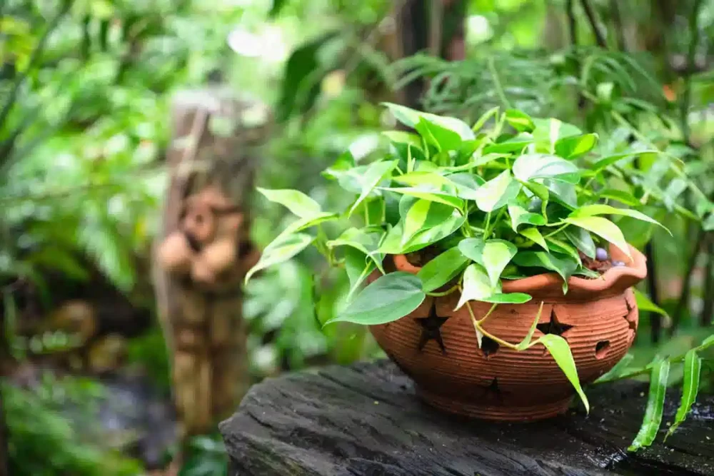 روش نگهداری از گیاه پتوس