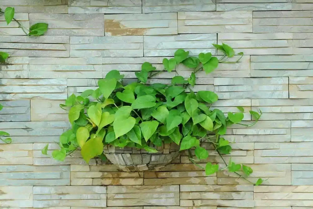روش نگهداری از گیاه پتوس