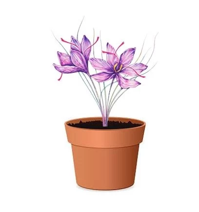 ماه چین