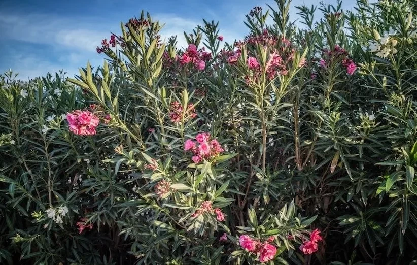 گیاهان آپارتمانی سمی