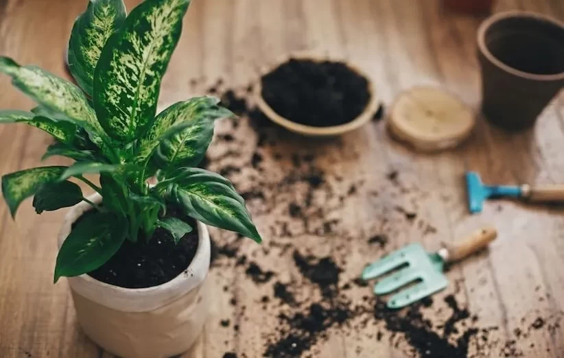 گیاهان آپارتمانی سمی