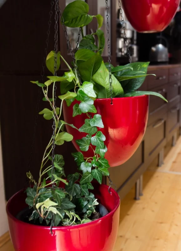 گیاهان آپارتمانی سمی