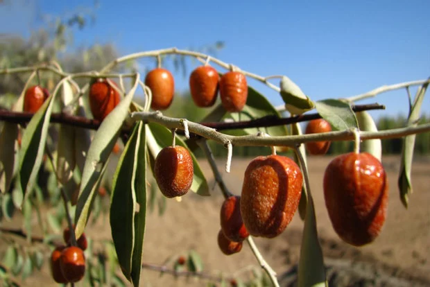 طبع سنجد و مصلحات آن
