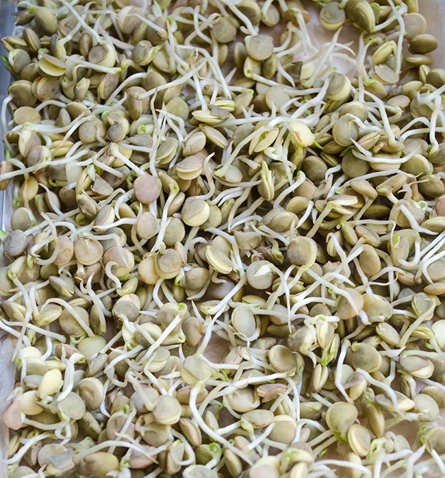 کالری و ارزش غذایی جوانه عدس