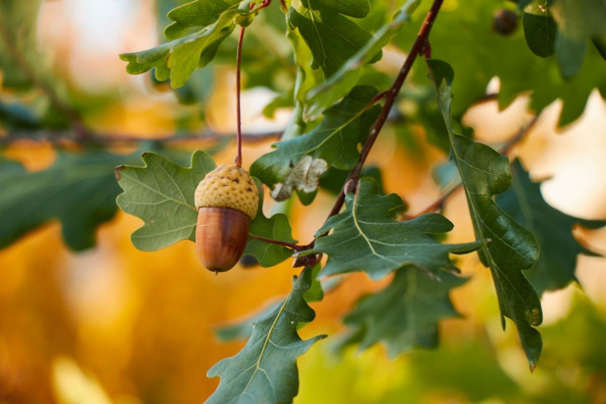 کالری و ارزش غذایی بلوط