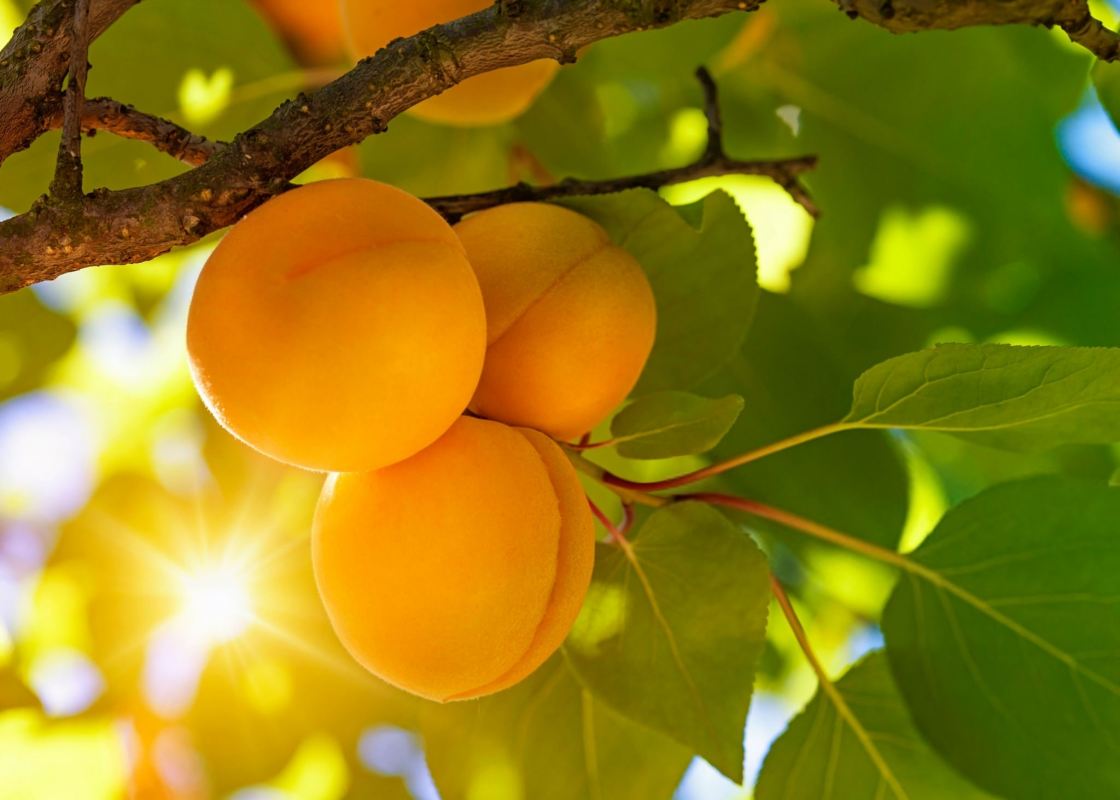 کالری و ارزش غذایی زردآلو
