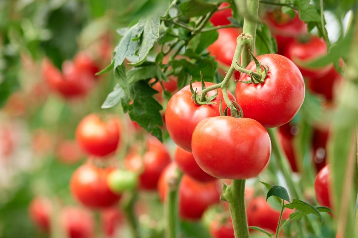 کالری و ارزش غذایی گوجه فرنگی