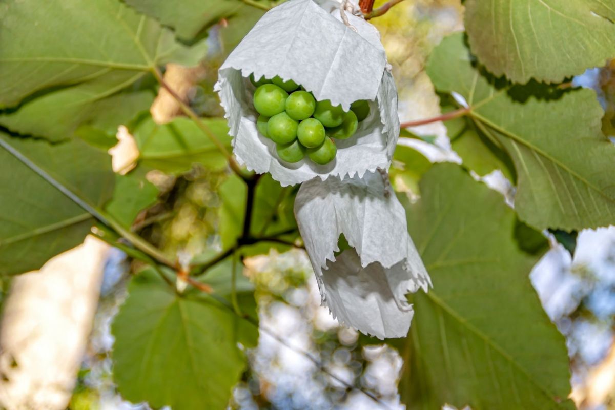 کالری لواشک غوره