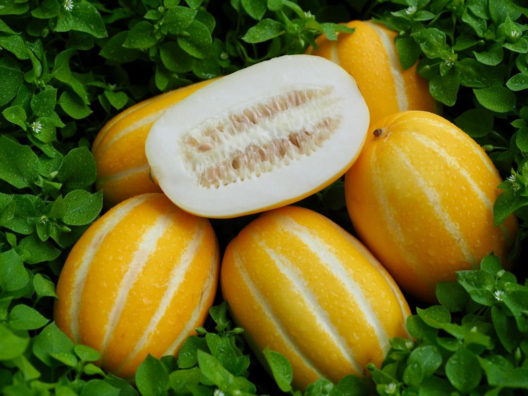 ضررهای خربزه برای بدن