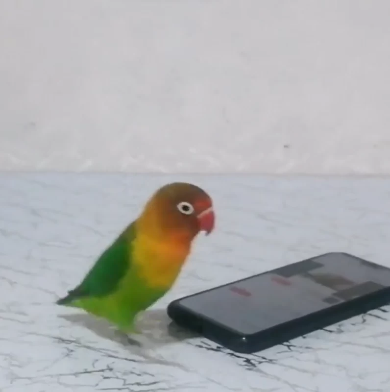 چرا طوطی برزیلی گاز میگیره؟