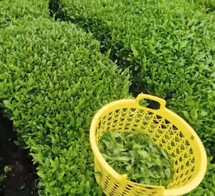 چای سیلان چیست
