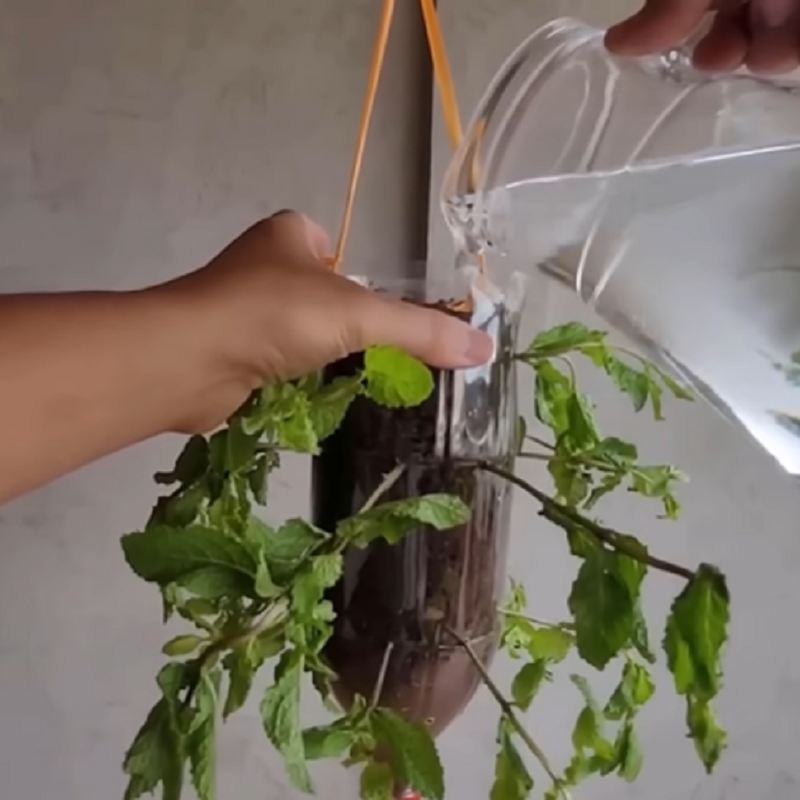 آبیاری و مراقبت از نعناع