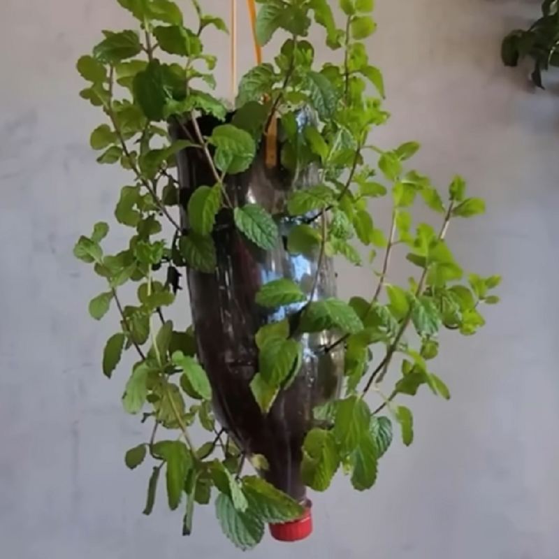 پرورش نعناع در خانه