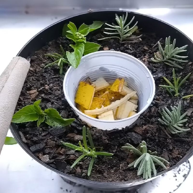 کاشت ریحان، رزماری و اسطوخودوس