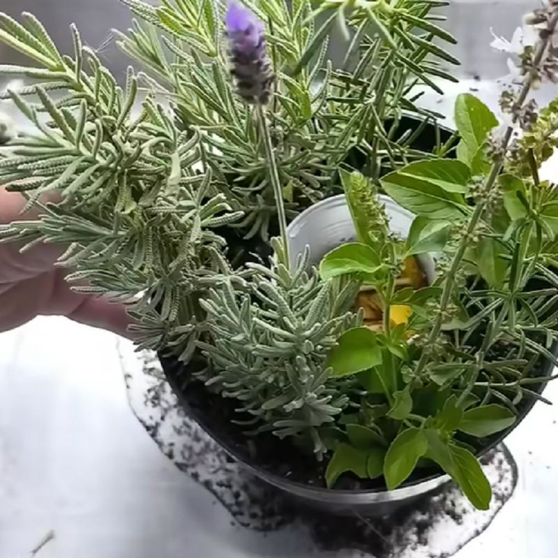 مراحل کاشت ریحان، رزماری و اسطوخودوس