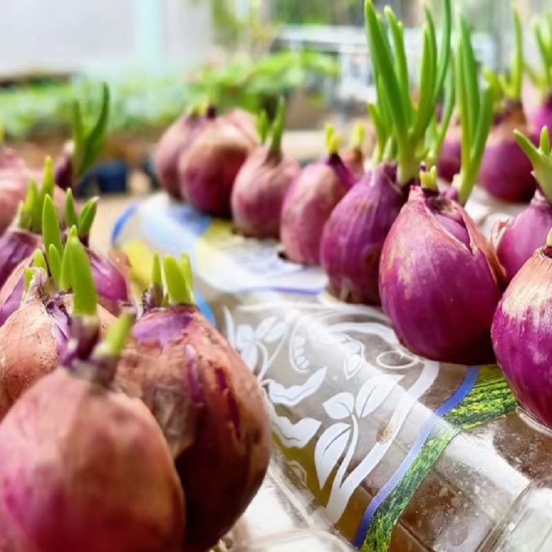 پرورش پیازچه در خانه