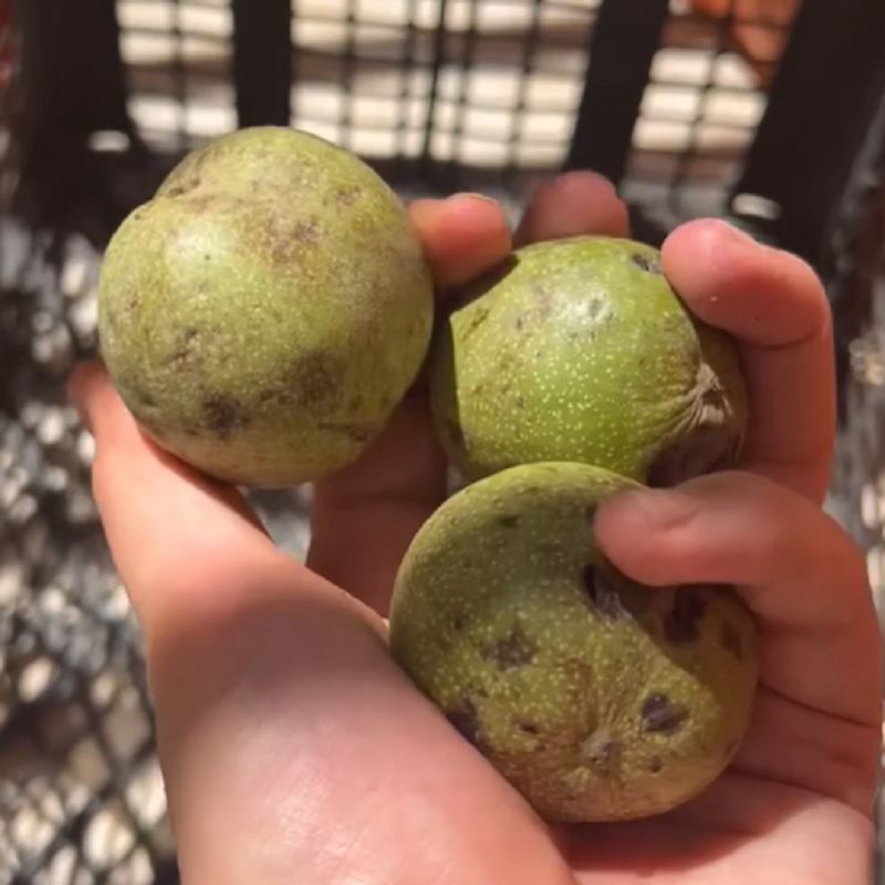 روش پوست کندن گردوی تازه
