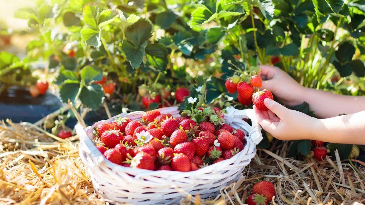 پرورش توت فرنگی