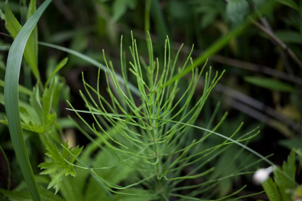 دمنوش دم اسبی برای چی خوبه؛ ۷ فایده چای دم اسب!