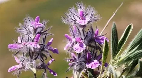 چای کوهی چیست؟ ۷ فایده طلایی چای کوهی!