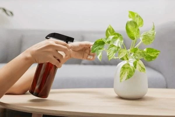 بهترین کود برای گیاهان آپارتمانی