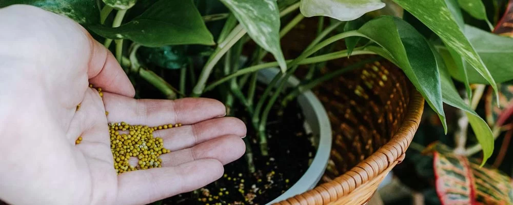 بهترین کود برای گیاهان آپارتمانی