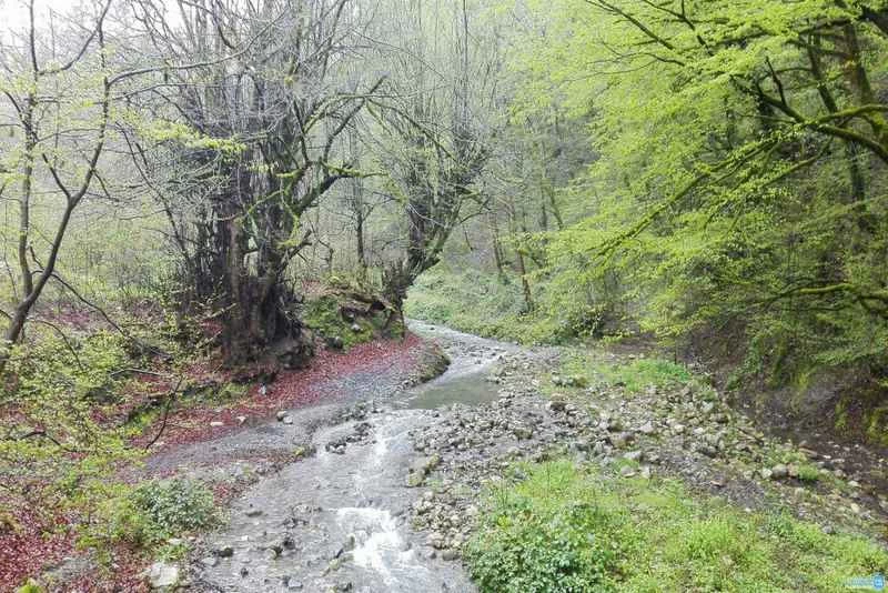 پارک جنگلی فین چالوس
