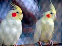 دانلود ۱۵ صدای عروس هلندی نر و ماده برای جفتگیری