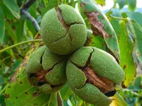 درخت گردو: از کاشت تا برداشت و نحوه نگهداری