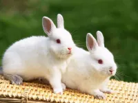 خرگوش: شناخت کامل از زیستگاه تا آناتومی و رفتار