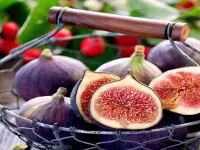 خواص، مضرات و طبع میوه انجیر از دیدگاه طب سنتی