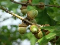 درخت بلوط: از ویژگی ها و کاشت تا نمادشناسی و خواص درمانی