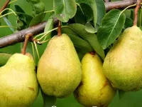 خواص، مضرات و طبع میوه گلابی: از پیشگیری سکته تا درمان زخم معده