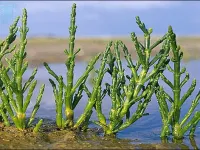 گیاهان شورپسند: راهکاری طبیعی برای بیابان زدایی با آب دریا