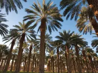 نخل خرما: از تاریخچه تا اصول کاشت و نگهداری