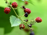 تمشک (Rubus spp.): از معرفی تا شرایط نگهداری