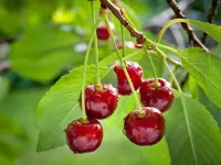 راهنمای کامل کاشت و پرورش درخت آلبالو