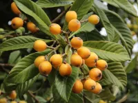 راهنمای کامل نگهداری و پرورش درخت ازگیل