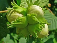راهنمای کامل کاشت، هرس و برداشت درخت فندق