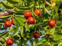درخت عناب: از خواص دارویی تا روش های پرورش