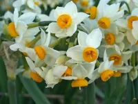 رازهای نگهداری و پرورش گل نرگس؛ از کاشت تا شکوفایی