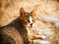 گربه مائو مصری: ویژگی ها، رفتار و نگهداری